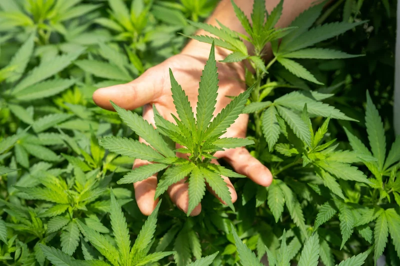 Qu’est ce que le CBD ?